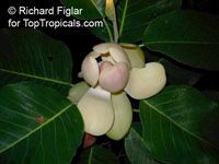 Magnolia delavayi