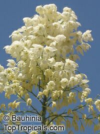 Yucca sp. Yucca sp.