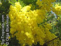 Acacia dealbata - seeds

Click to see full-size image