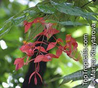 Amherstia nobilis, Pride of Burma, Orchid Tree