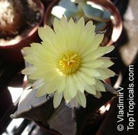 Astrophytum sp. , Star Cactus Astrophytum sp. , Star Cactus