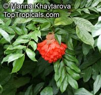 Brownea ariza, Hermesias ariza , Scarlet Flame Bean Brownea ariza, Hermesias ariza , Scarlet Flame Bean