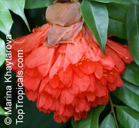 Brownea ariza - Rose of Venezuela

Click to see full-size image