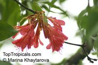 Brownea coccinea subsp. capitella, Brownea capitella, Rose of Venezuela, Scarlet Flame Bean