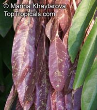Brownea grandiceps, Rose of Venezuela, Scarlet Flame Bean