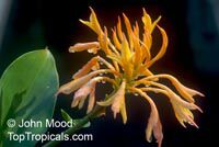 Burbidgea stenantha, Burbidgea Burbidgea stenantha, Burbidgea