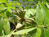 Carya illinoensis, Carya pecan, Pecan