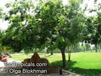 Celtis bungeana, Bunge