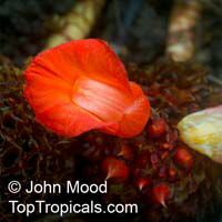 Cheilocostus globosus, Cheilocostus Cheilocostus globosus, Cheilocostus