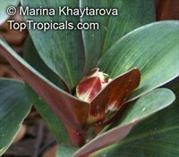 Costus sp., Spiral Ginger