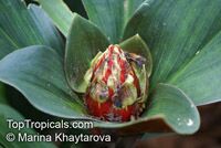 Costus sp., Spiral Ginger
