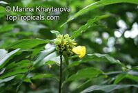 Costus sp., Spiral Ginger