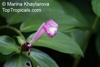 Costus tappenbeckianus , Spiral Ginger