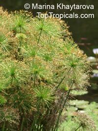 Cyperus haspan - Dwarf Papyrus

Click to see full-size image