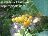 Cyphomandra abutiloides, Dwarf Tamarillo Tree