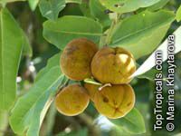 Diospyros blancoi, Diospyros discolor, Velvet Apple, Mabolo Diospyros blancoi, Diospyros discolor, Velvet Apple, Mabolo