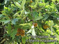 Diospyros blancoi, Diospyros discolor, Velvet Apple, Mabolo Diospyros blancoi, Diospyros discolor, Velvet Apple, Mabolo