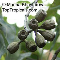 Eucalyptus sp., Eucalyptus Eucalyptus sp., Eucalyptus