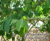 Exochorda sp.