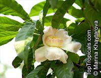 Gustavia gracillima, Heaven Lotus, Narrow-Leaved Gustavia, Heaven Lotus