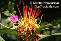 Hedychium longicornutum