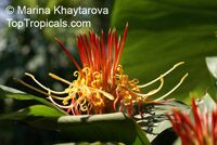 Hedychium longicornutum