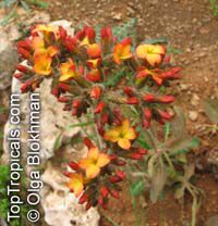 Kalanchoe velutina