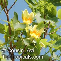Liriodendron tulipifera, Tulip tree, Yellow Poplar, Tulip Magnolia, Whitewood