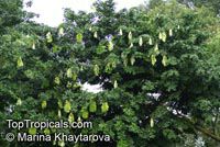 Maniltoa grandiflora, Dove Tree, Handkerchief Tree, Ghost Tree