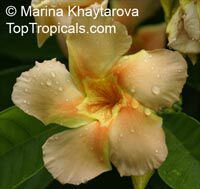 Odontadenia macrantha, Odontadenia grandiflora, Odontadenia speciosa, Echites macrantha, Odontadenia Odontadenia macrantha, Odontadenia grandiflora, Odontadenia speciosa, Echites macrantha, Odontadenia