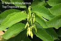 Odontadenia macrantha, Odontadenia grandiflora, Odontadenia speciosa, Echites macrantha, Odontadenia Odontadenia macrantha, Odontadenia grandiflora, Odontadenia speciosa, Echites macrantha, Odontadenia