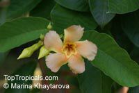 Odontadenia macrantha, Odontadenia grandiflora, Odontadenia speciosa, Echites macrantha, Odontadenia Odontadenia macrantha, Odontadenia grandiflora, Odontadenia speciosa, Echites macrantha, Odontadenia