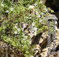 Origanum dayi Post