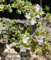 Origanum dayi Post