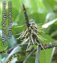 Palaquium obovatum, Isonandra obovata Palaquium obovatum, Isonandra obovata