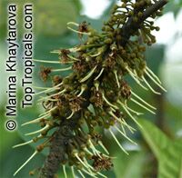Palaquium obovatum, Isonandra obovata Palaquium obovatum, Isonandra obovata