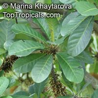 Palaquium obovatum, Isonandra obovata Palaquium obovatum, Isonandra obovata