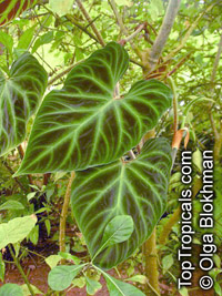 Philodendron sp., Philodendron