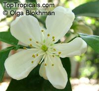 Poncirus trifoliata, Hardy Orange