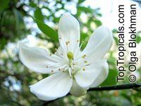 Poncirus trifoliata, Hardy Orange
