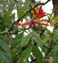 Quassia amara, Amargo, Bitter Ash, Bitterwood