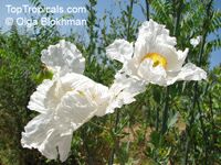 Romneya coulteri, Matilija Poppy, California Tree Poppy 
