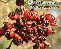 Sterculia foetida, Peon, Indian Almond, Hazel Sterculia, Java Olive, Skunk Tree