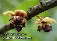 Theobroma grandiflorum, Cupuasu, Copoasu, Cupuacu