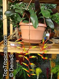 Vriesea scalaris