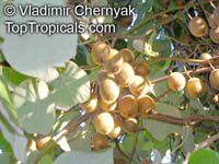 Actinidia deliciosa, Chinese Gooseberry, Kiwi Fruit