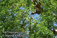 Pithecellobium guatemalensis, Pithecellobium dulce, Sweet Tamarind, Manila Tamarind, Huamuchil