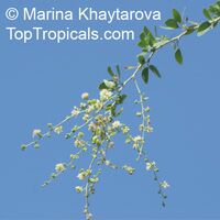 Pithecellobium guatemalensis, Pithecellobium dulce, Sweet Tamarind, Manila Tamarind, Huamuchil