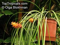 Acanthostachys strobilacea , Pinecone Bromeliad

Click to see full-size image