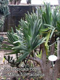 Aloe sp., Aloe